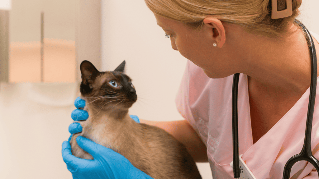 Finsk, hälsokontroll av katt, veterinärbesök, djurvård, katt hos veterinär, professionell djurläkare, kattvård, sjukvård för katter.