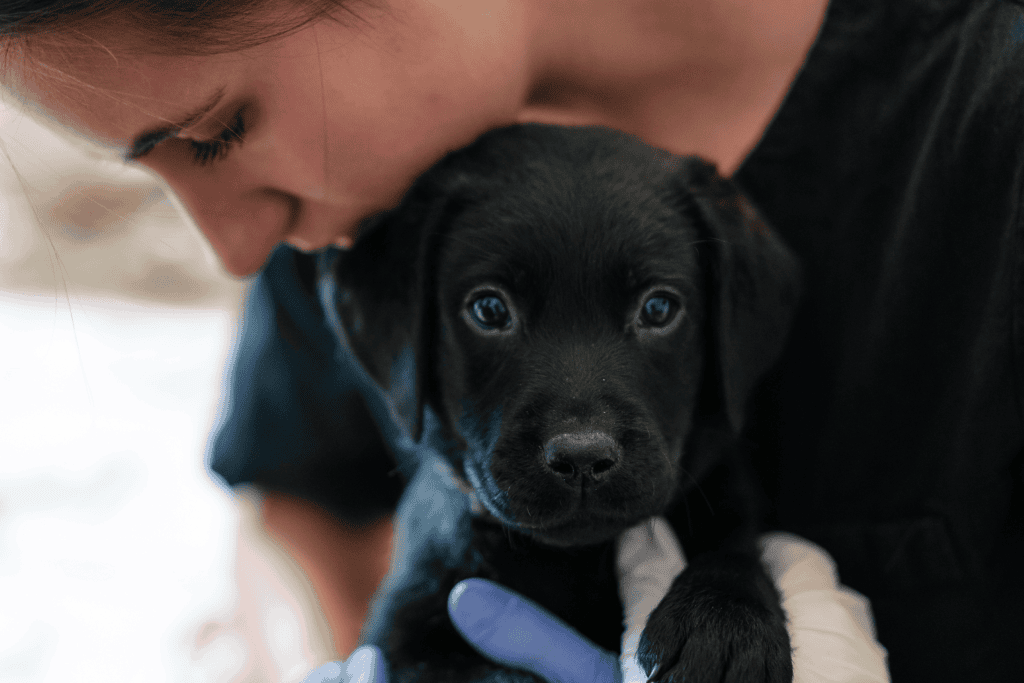 Liten svart hundvalp får vård av veterinär, kärleksfullt omhändertagande.